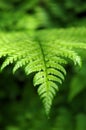 Bracken Fronds