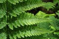 Bracken Fronds