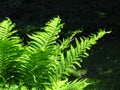 Bracken in the light Royalty Free Stock Photo