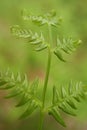 Bracken (Pteridium aquilinum) in Green Forest Royalty Free Stock Photo