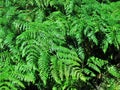 Bracken in the sun