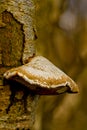 Bracket fungi Royalty Free Stock Photo