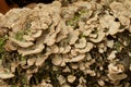 Bracket Fungi (Basidiomycota)