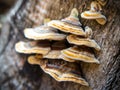 Bracket fungi