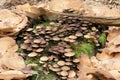 Bracket fungi in a circle