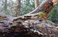 Bracket Fungi on a dead tree Royalty Free Stock Photo