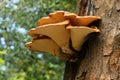 Bracket fungi growing on the side of a tree.