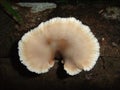 bracket fungi isolated on a black background Royalty Free Stock Photo