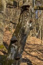 Bracket fungi on an old birch tree in a forest at Nyrsko, Czech republic Royalty Free Stock Photo