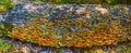 Bracket Fungi