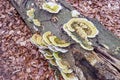 Bracket fungi or Polypore fungus on an old fallen tree trunk on ground Royalty Free Stock Photo