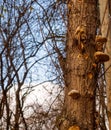 Bracket fungi or polypores growing on a tree trunk - tree in autumn Royalty Free Stock Photo