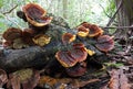 Bracket fungi on the rainforest floor