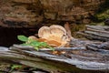 Bracket fungi, or shelf fungi produce shelf-shaped bodies