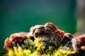 Bracket fungi