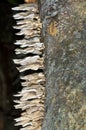 Bracket fungi