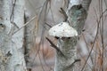 Bracket Fungus or Fungi Shelf Fungus on a Birch tree Royalty Free Stock Photo
