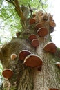 Bracket fungi on a tree