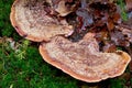 Bracket fungus