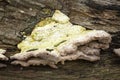 Bracket fungus