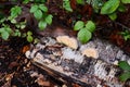 Bracket fungus growing on the side of a rotting silver birch log Royalty Free Stock Photo