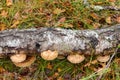 Bracket fungus growing on a tree in the forest