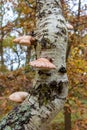 Bracket fungus growing on a tree in the forest