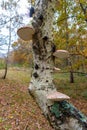 Bracket fungus growing on a tree in the forest