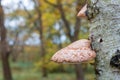 Wild Bracket fungus growing on a tree in the forest