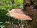 Bracket fungus