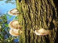 Bracket fungus, polypore, mushrooms on a tree.