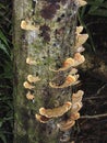 Bracket fungus on a rotting dead tree stump Royalty Free Stock Photo