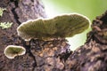 Bracket Fungus and it's pores.