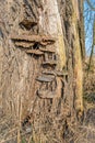 Bracket fungus on a tree bark from close