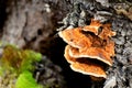 Bracket Mushrooms