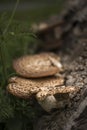 Bracket or shelf fungus on dead tree in forest with shallow dept Royalty Free Stock Photo