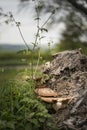 Bracket or shelf fungus on dead tree in forest with shallow dept Royalty Free Stock Photo