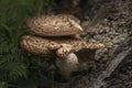 Bracket or shelf fungus on dead tree in forest with shallow dept Royalty Free Stock Photo