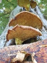 Bracket Shelf Fungus growing on tree trunk