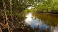 Brackish Creek and Mangroves in Florida