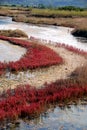 Brackish marsh in autumn colors Royalty Free Stock Photo