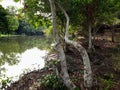 Brackish water rivers where river water flows into the sea