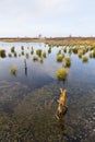 Swamp Landscape, Eifel Royalty Free Stock Photo