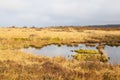 Swamp Landscape, Eifel Royalty Free Stock Photo