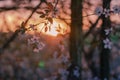 Bracnh of cherry blossom during the sunset in the spring Royalty Free Stock Photo