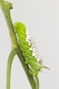 Braconid wasp coccons on larvae