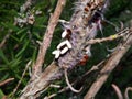 Braconid Wasp infested Lappet Moth Caterpillar 3