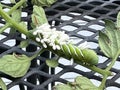 Braconid Wasp Parasite Egg Cocoon on Green Tomato Tobacco Hornworm Royalty Free Stock Photo