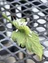 Braconid Wasp Parasite Egg Cocoon on Green Tomato Tobacco Hornworm Royalty Free Stock Photo