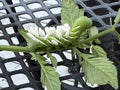 Braconid Wasp Parasite Egg Cocoon on Hornworm Tomato Worm Caterpillar